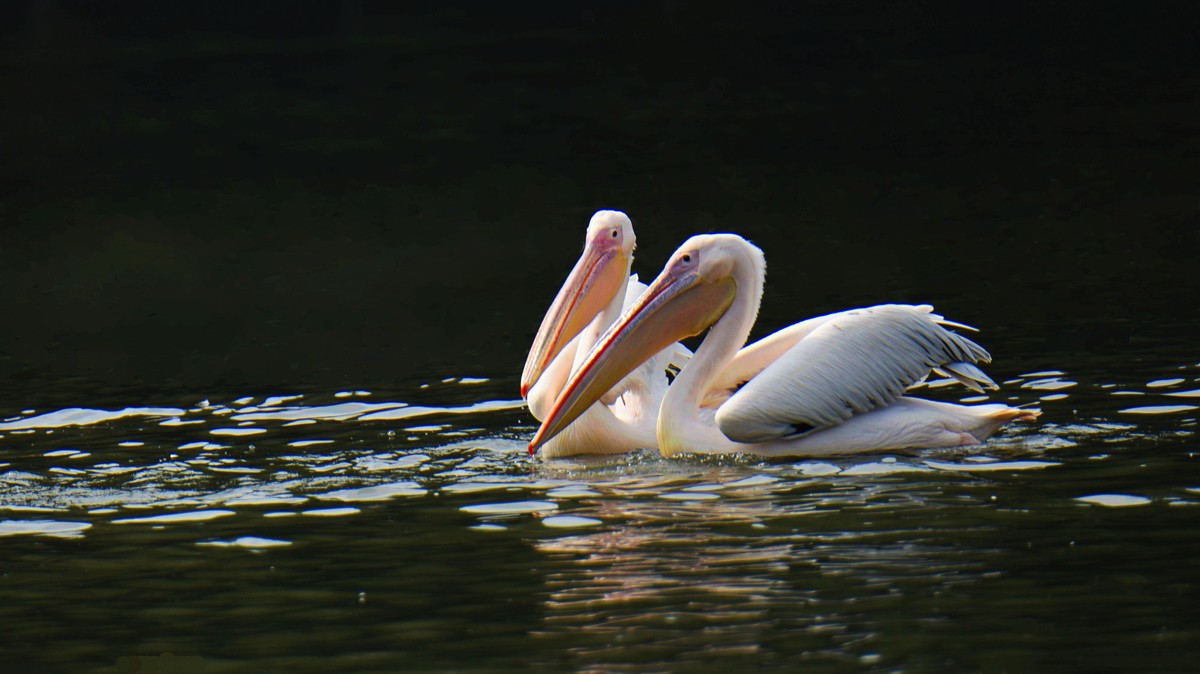 【2017】天鹅湖（14）：丑小鸭险遭生吞，黑天鹅舍命救崽