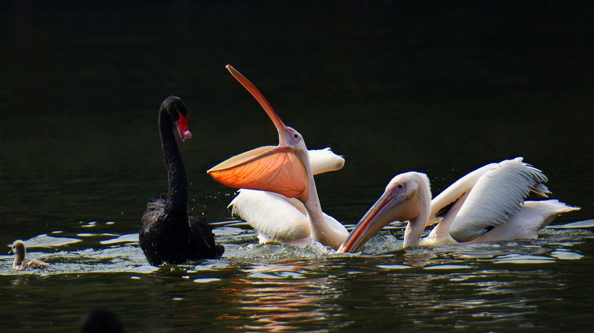 【2017】天鹅湖（14）：丑小鸭险遭生吞，黑天鹅舍命救崽