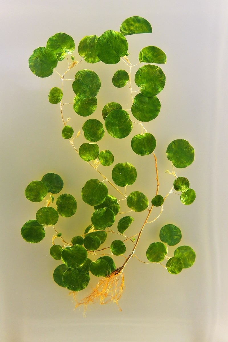 植物标本