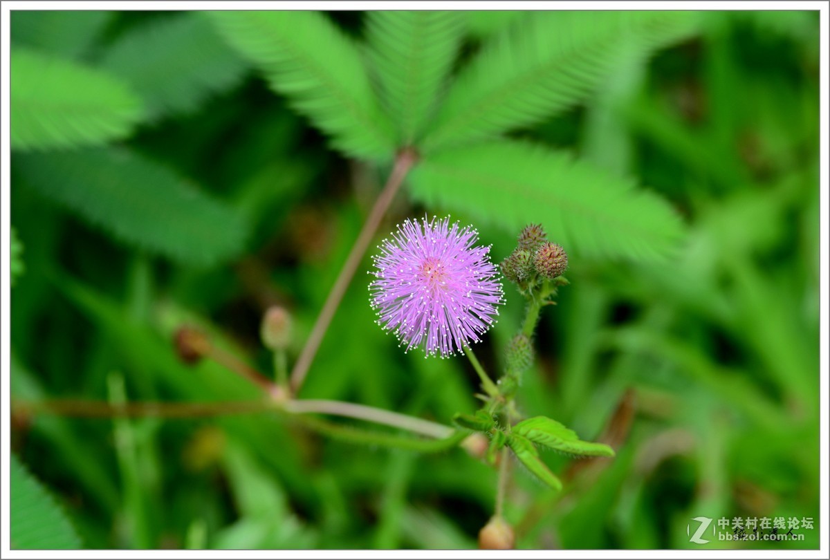 含羞草花