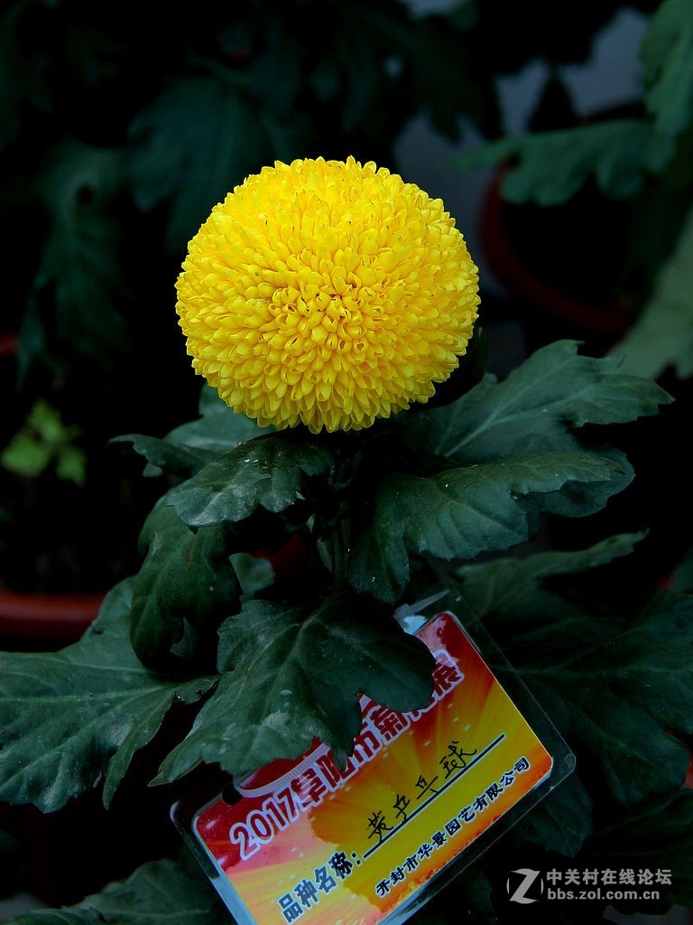 黄乒乓球菊花
