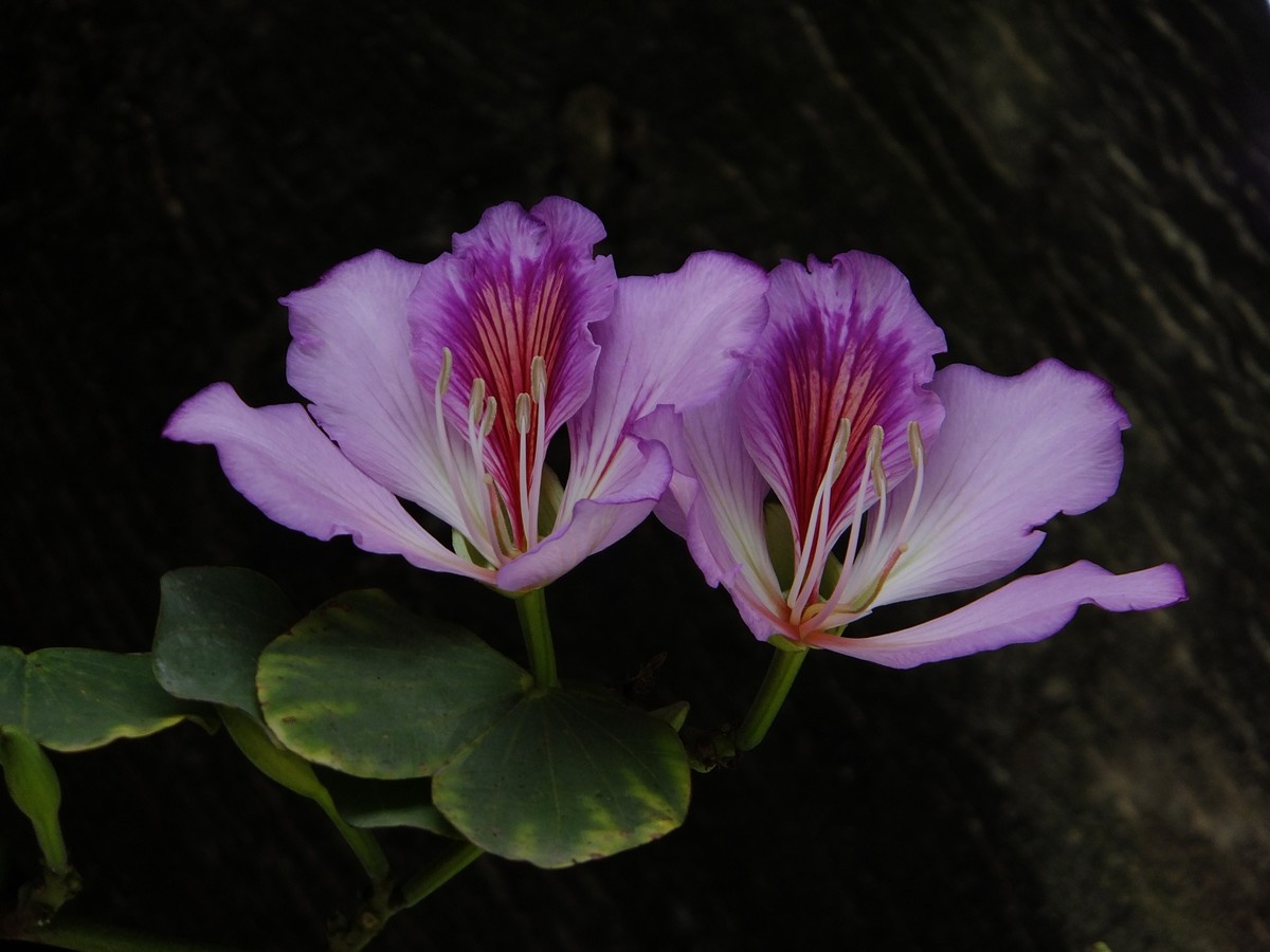 紫荆花开报春来