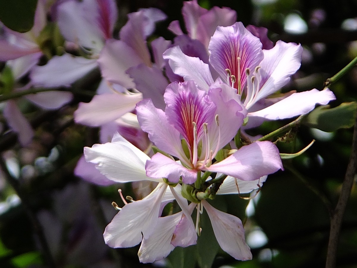 紫荆花开报春来