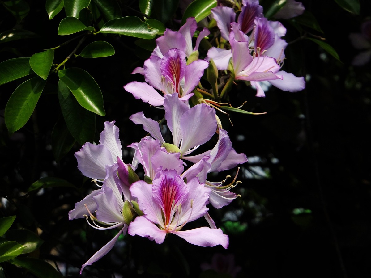 紫荆花开报春来