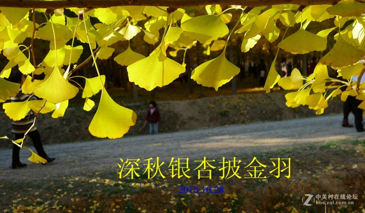 深秋银杏披金羽   a 　