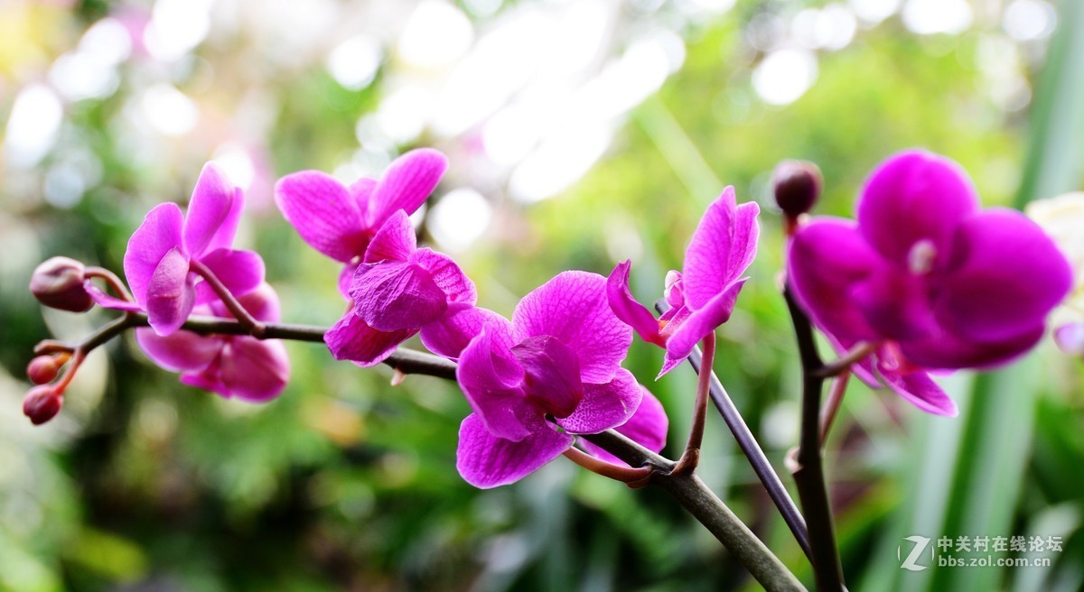 蝴蝶兰花语（一）