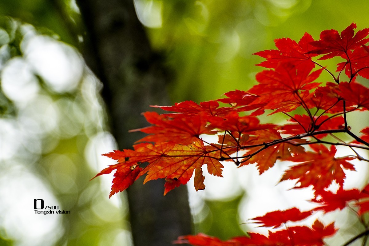 大牛沟的枫叶（2）