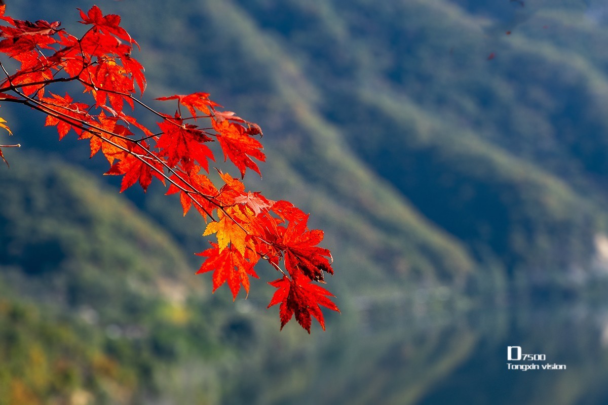 大牛沟的枫叶（2）