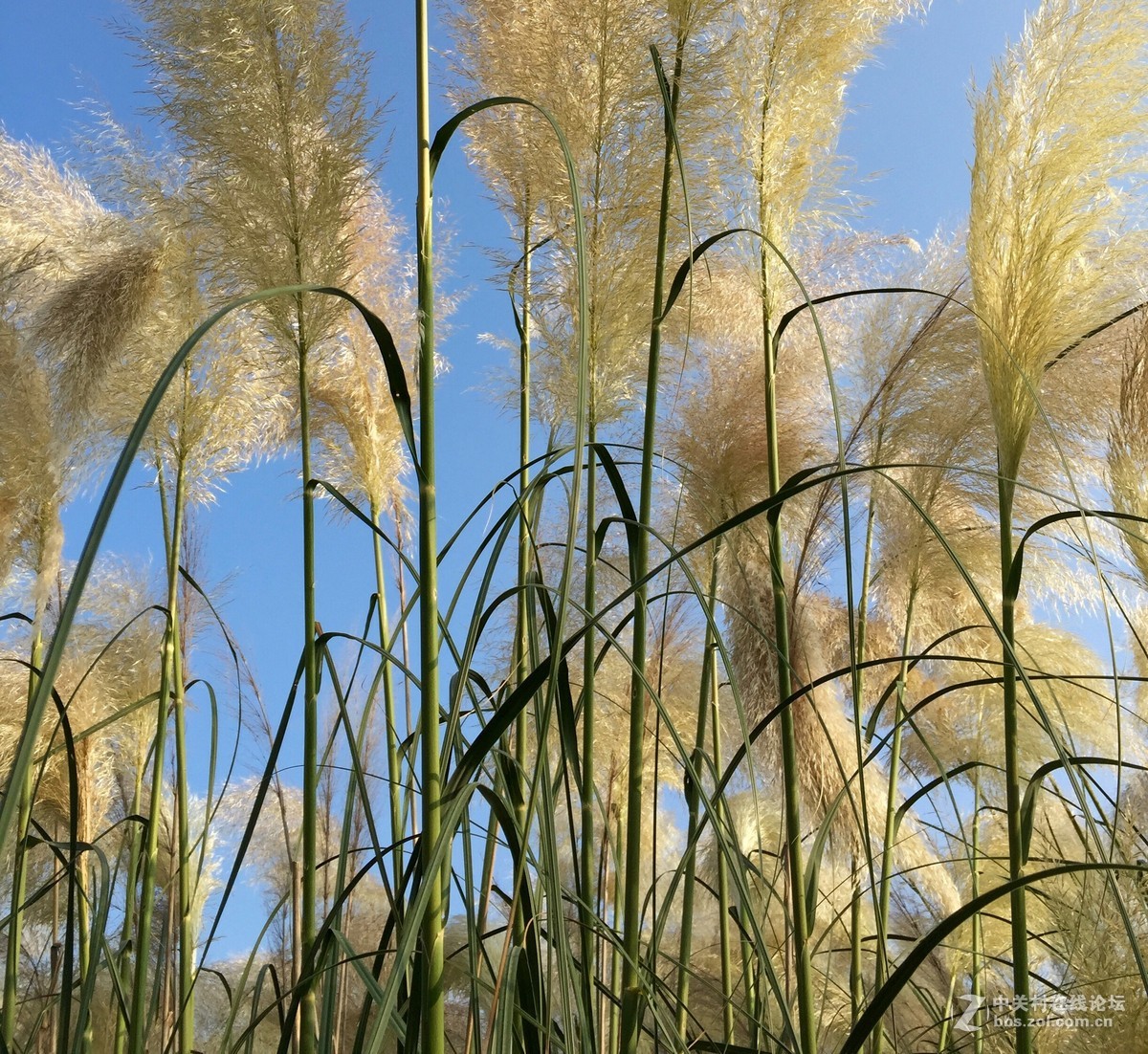 iphone6拍摄-花花草草