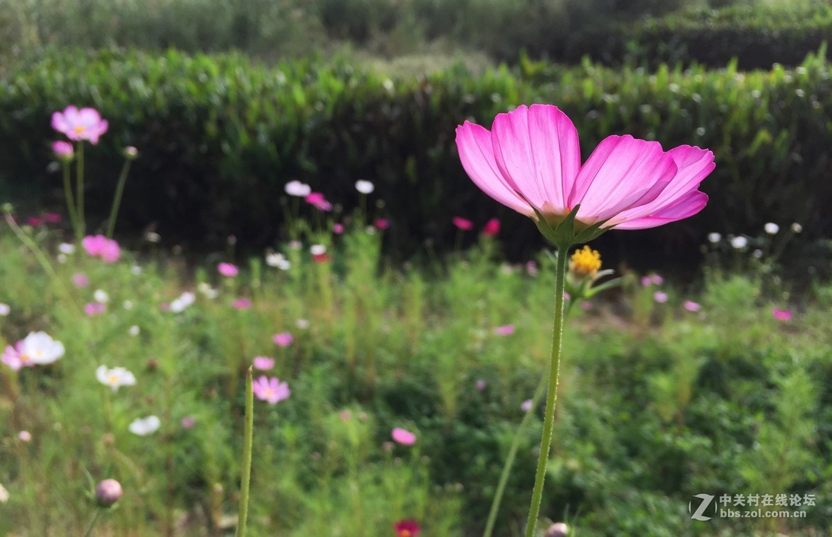 iphone6拍摄-花花草草
