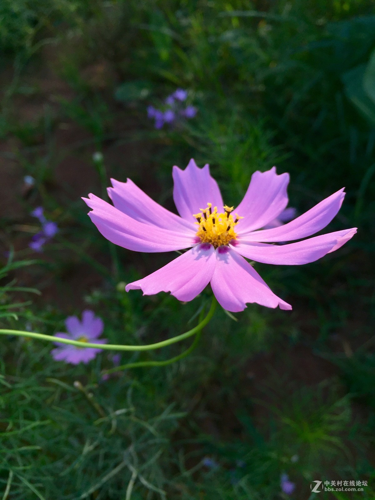 iphone6拍摄-花花草草