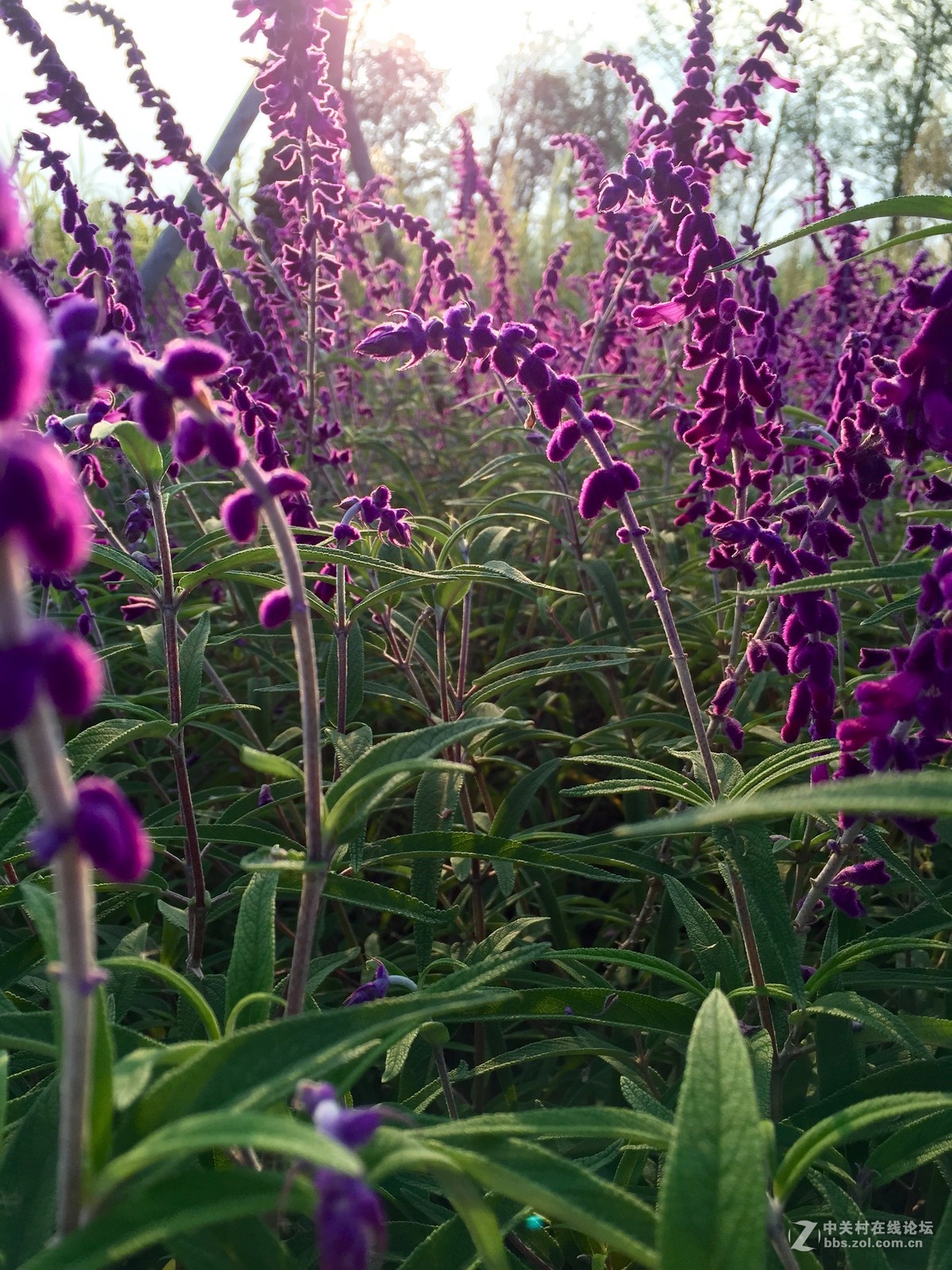 iphone6拍摄-花花草草