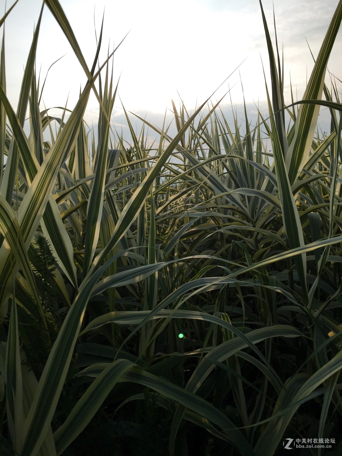 iphone6拍摄-花花草草