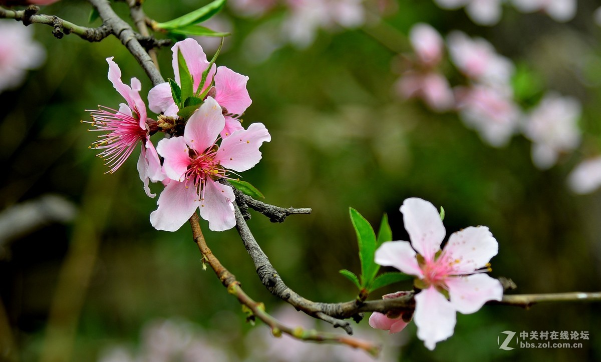 美丽的春天72016036