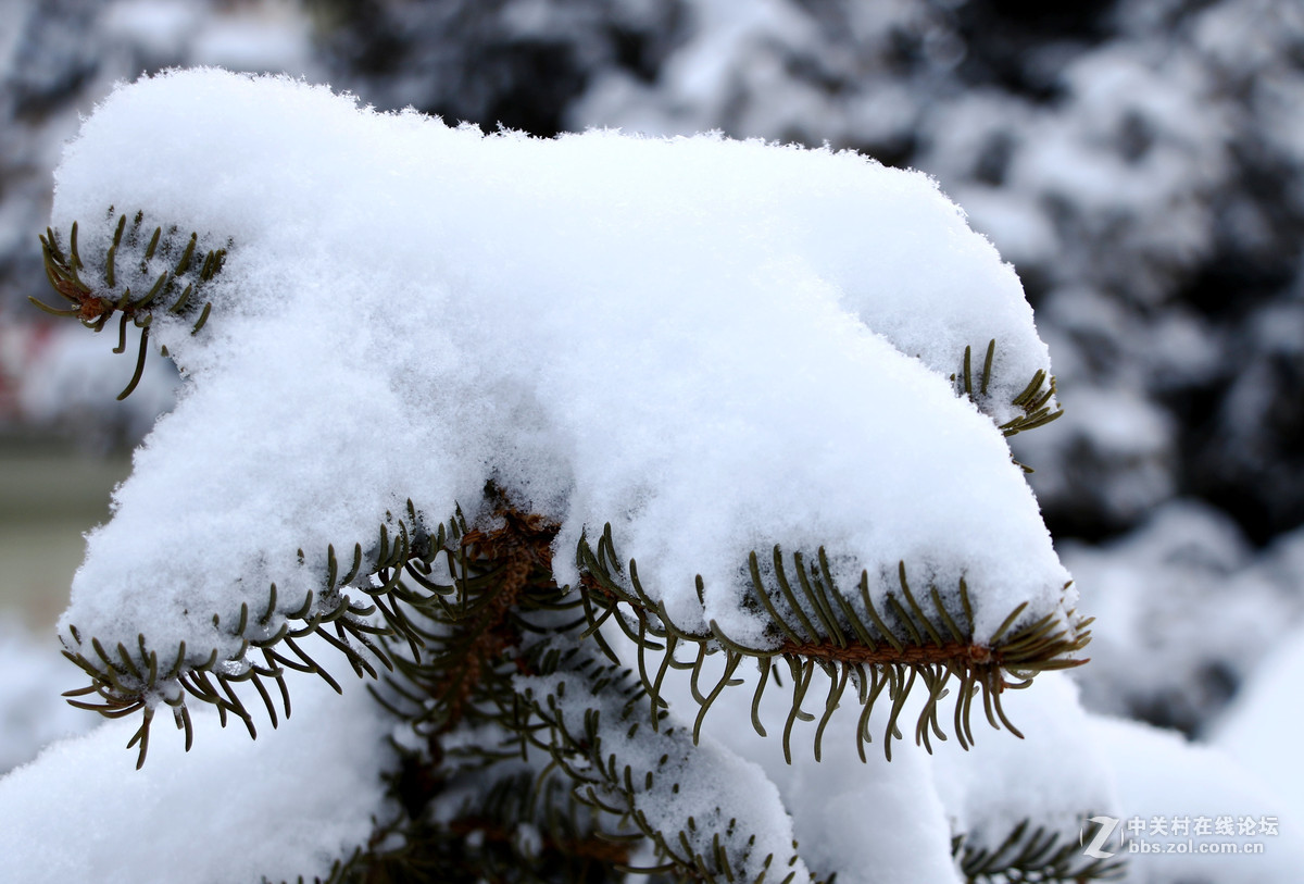 雪松(一)-中關村在線攝影論壇