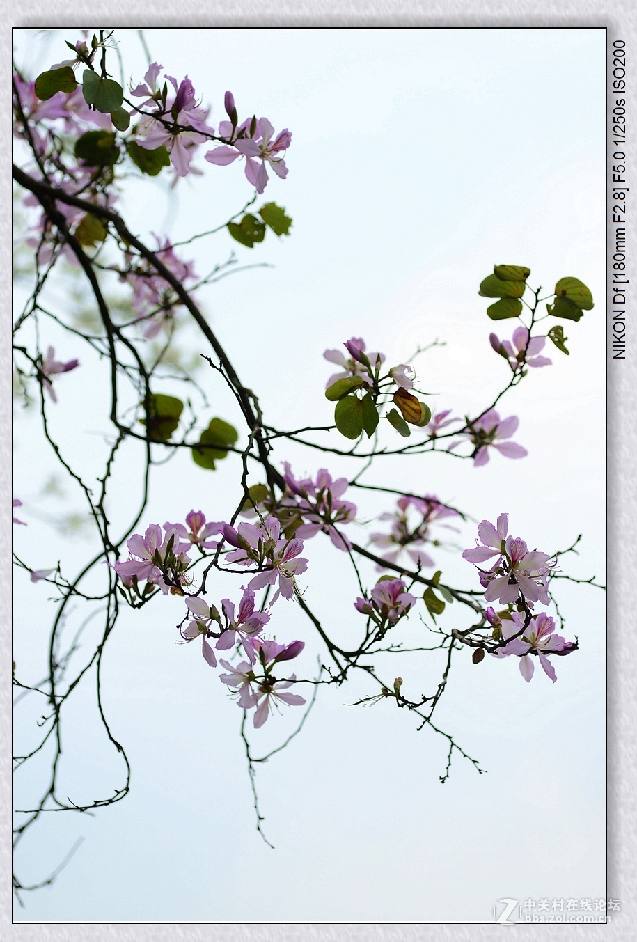 紫荆花。