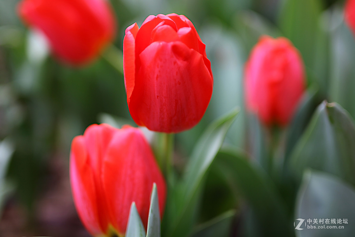 游梅园，不见梅花，赏郁金香