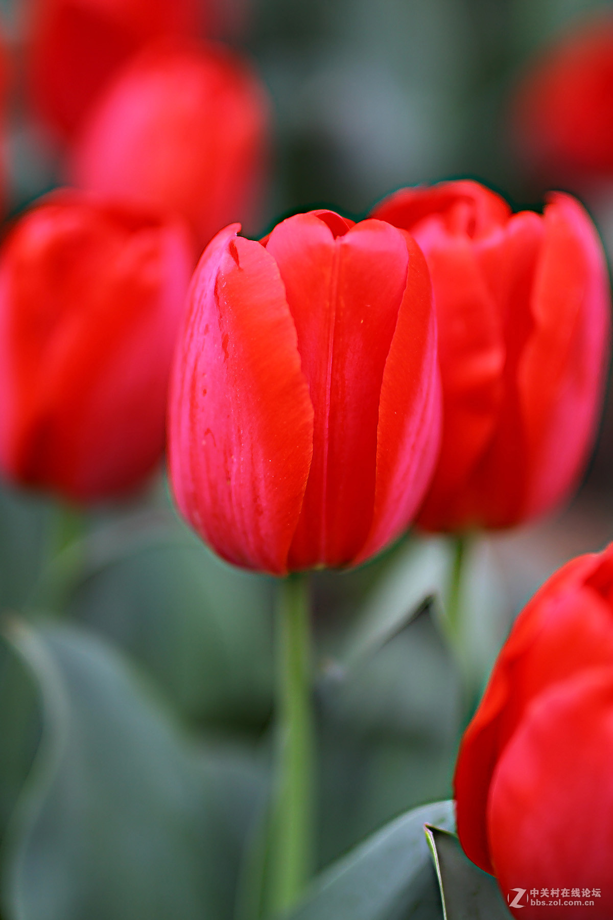 游梅园，不见梅花，赏郁金香