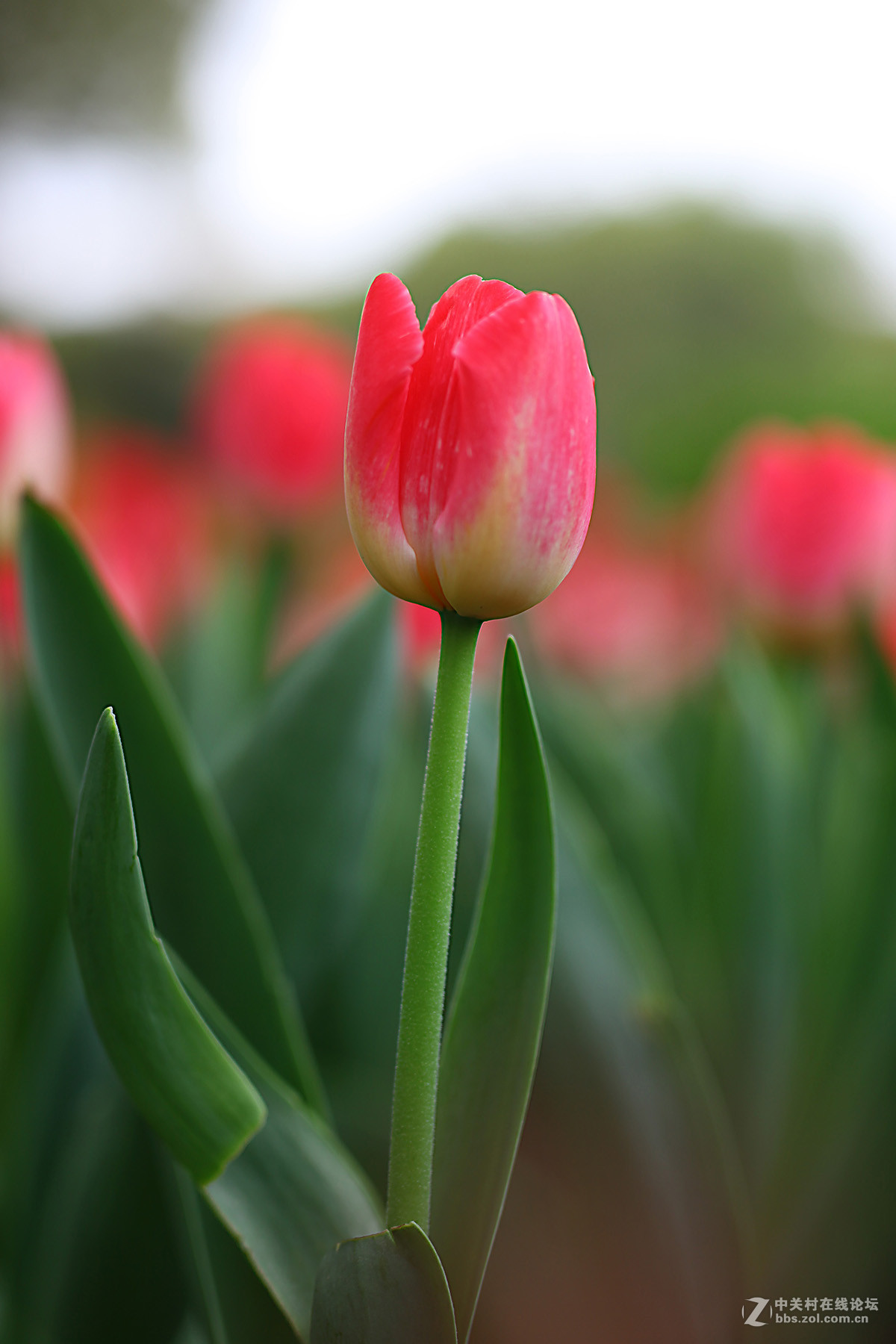 游梅园，不见梅花，赏郁金香