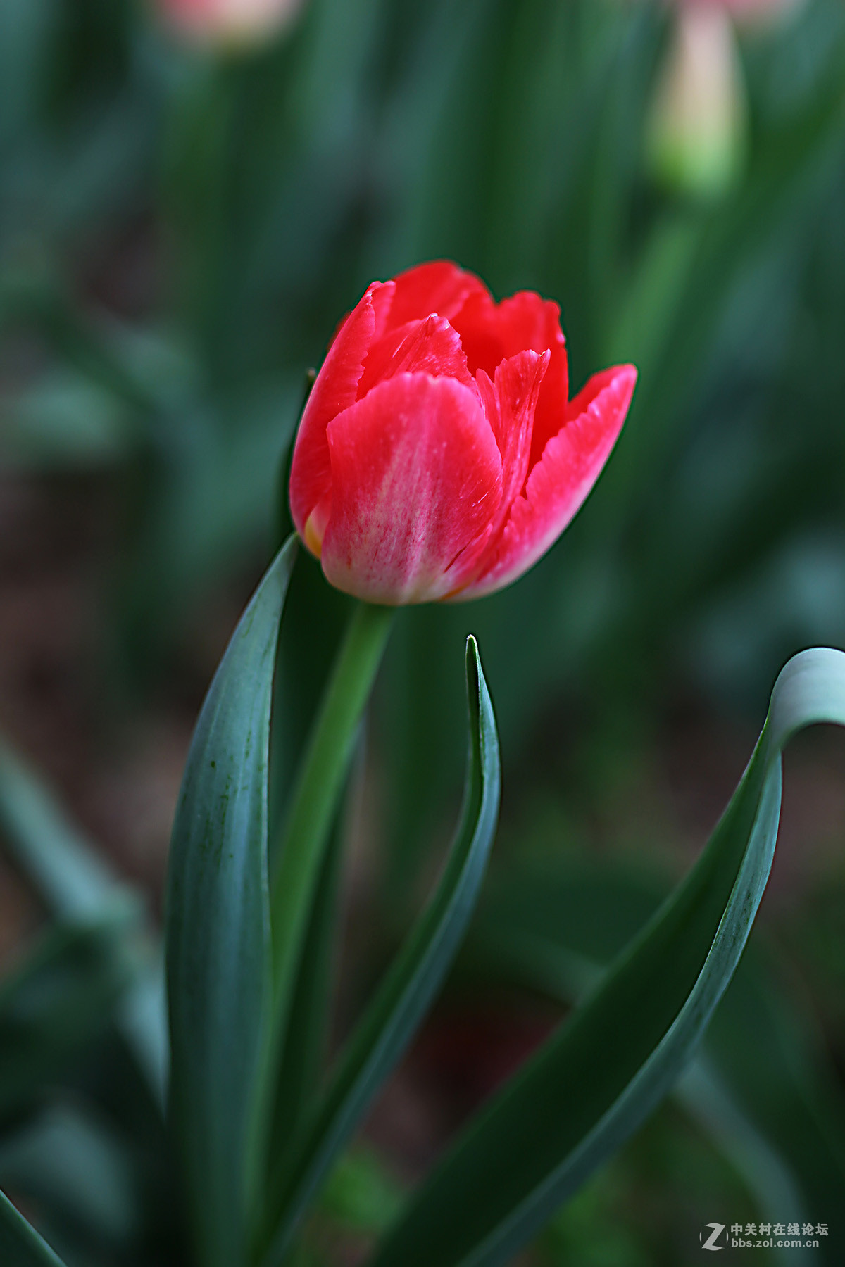 游梅园，不见梅花，赏郁金香