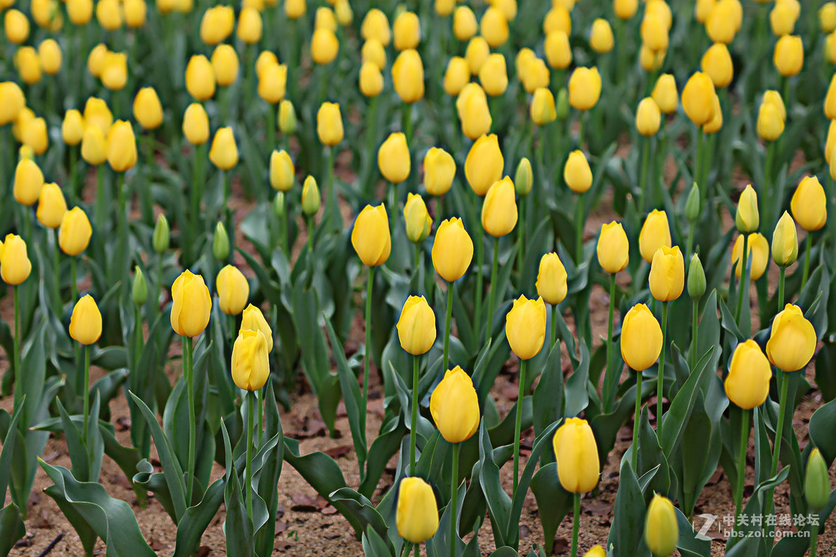 游梅园，不见梅花，赏郁金香