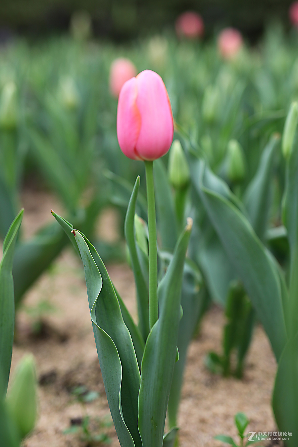 游梅园，不见梅花，赏郁金香