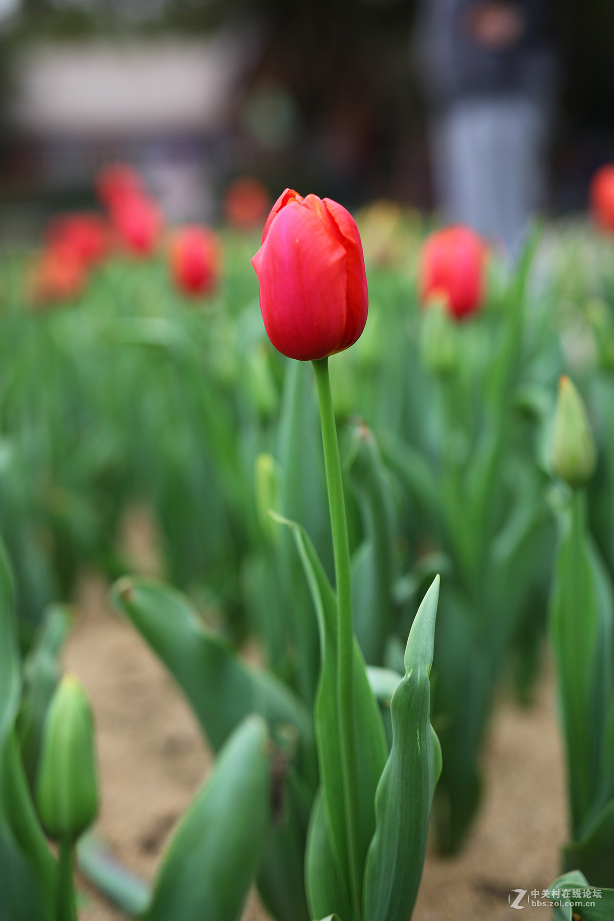 游梅园，不见梅花，赏郁金香