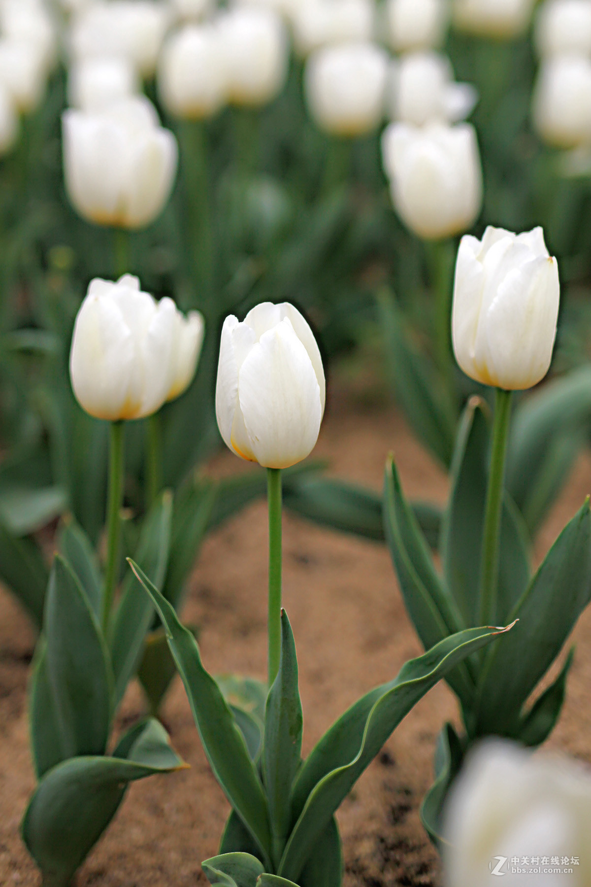 游梅园，不见梅花，赏郁金香