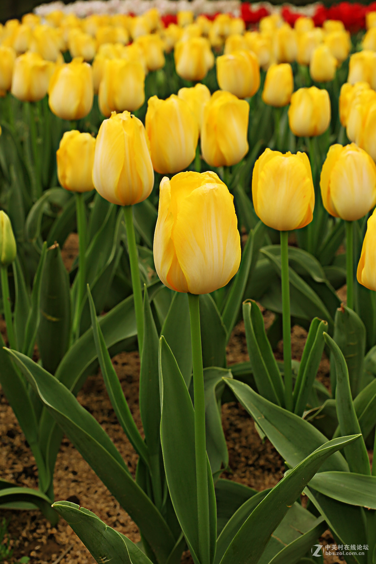 游梅园，不见梅花，赏郁金香