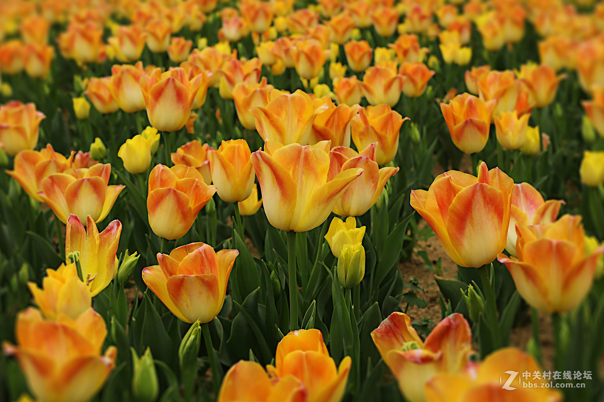 游梅园，不见梅花，赏郁金香