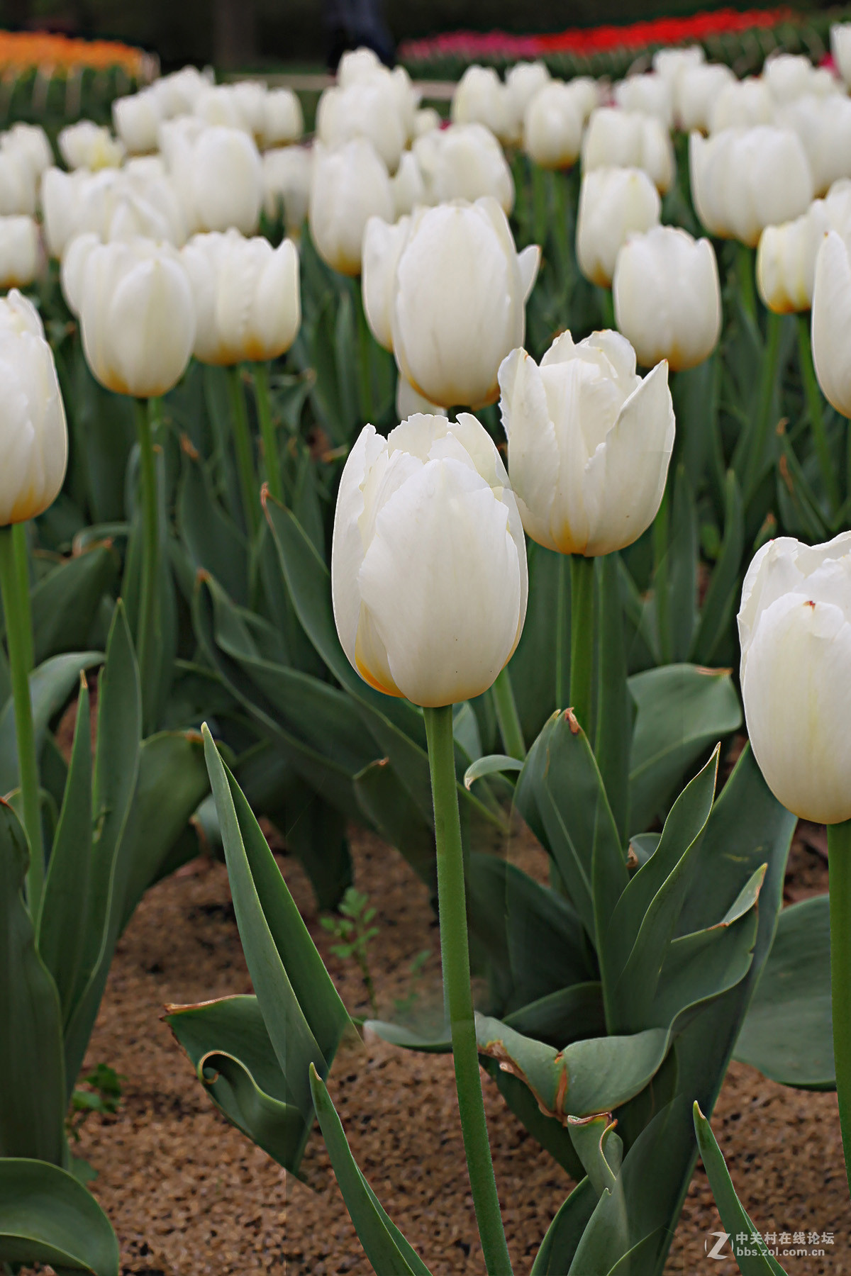 游梅园，不见梅花，赏郁金香