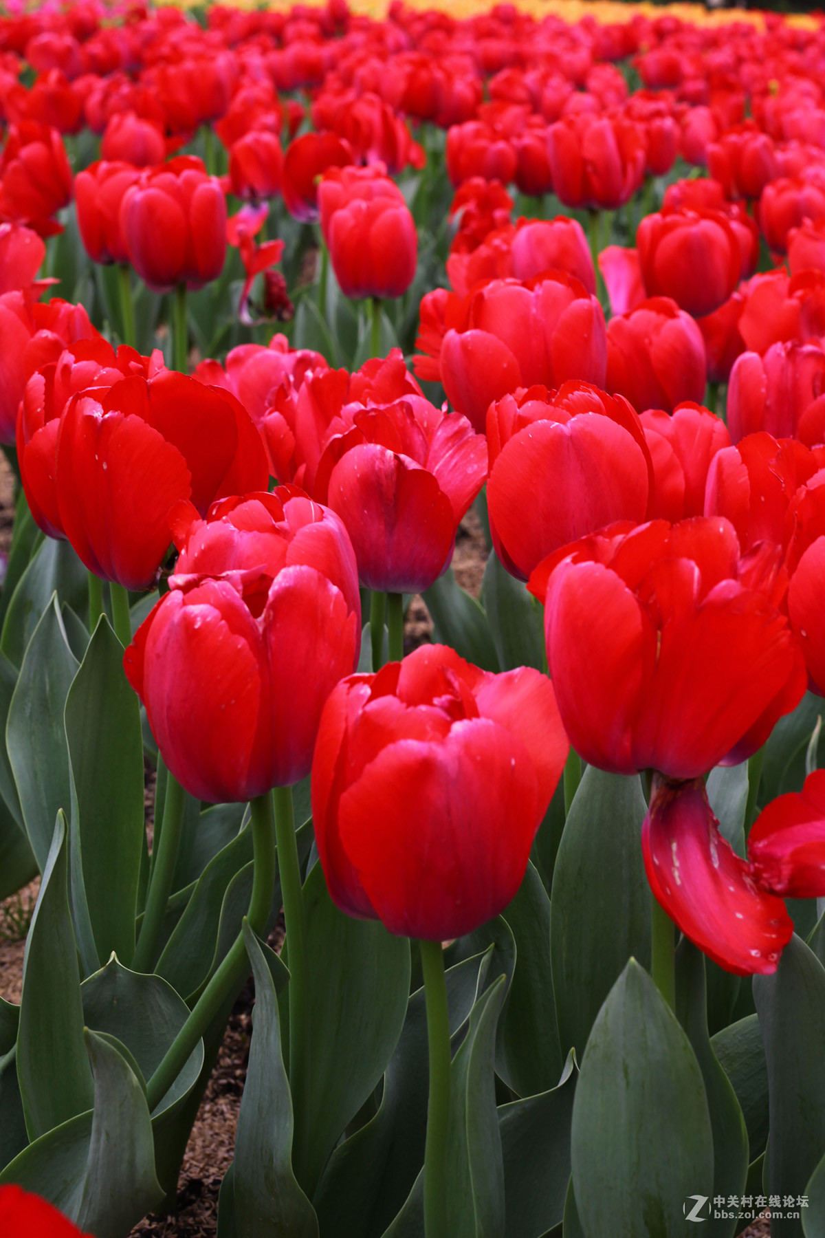 游梅园，不见梅花，赏郁金香