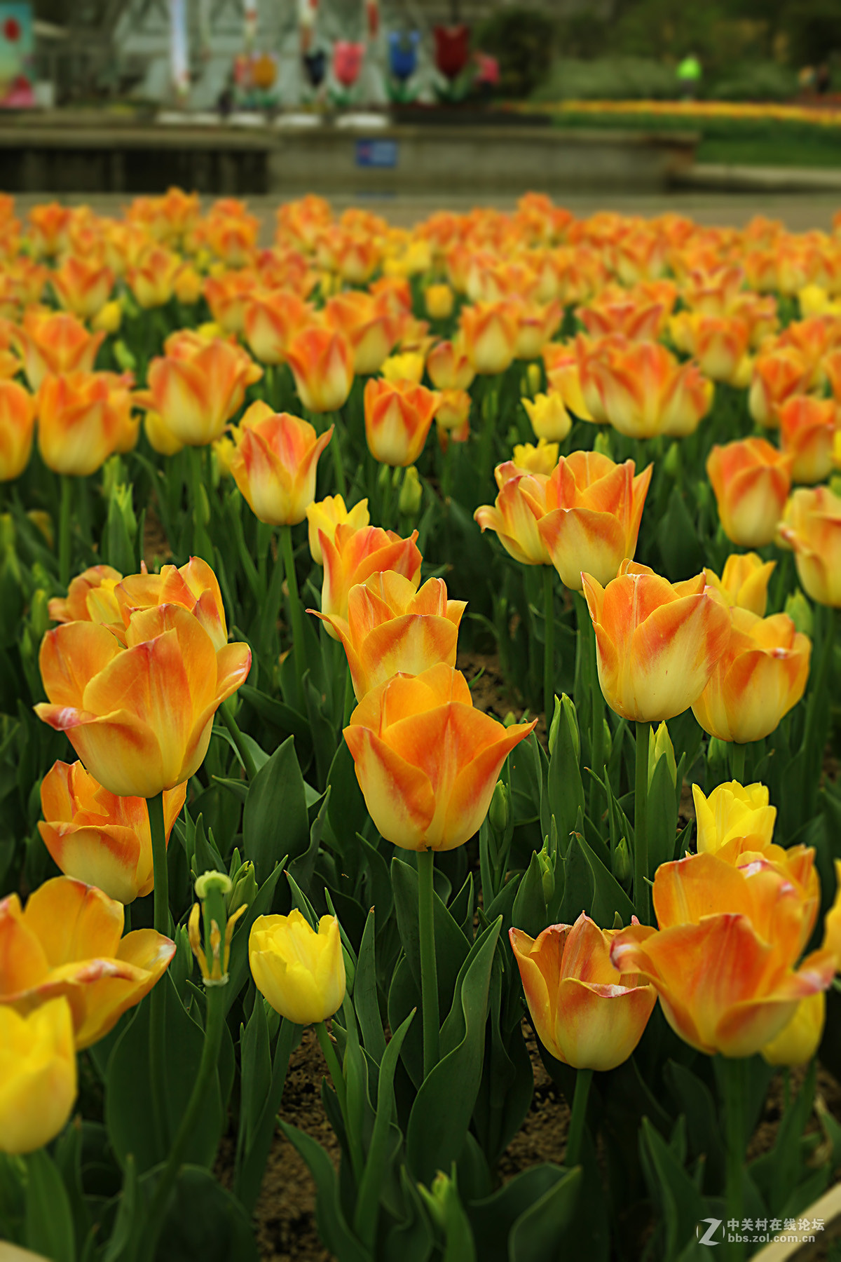 游梅园，不见梅花，赏郁金香