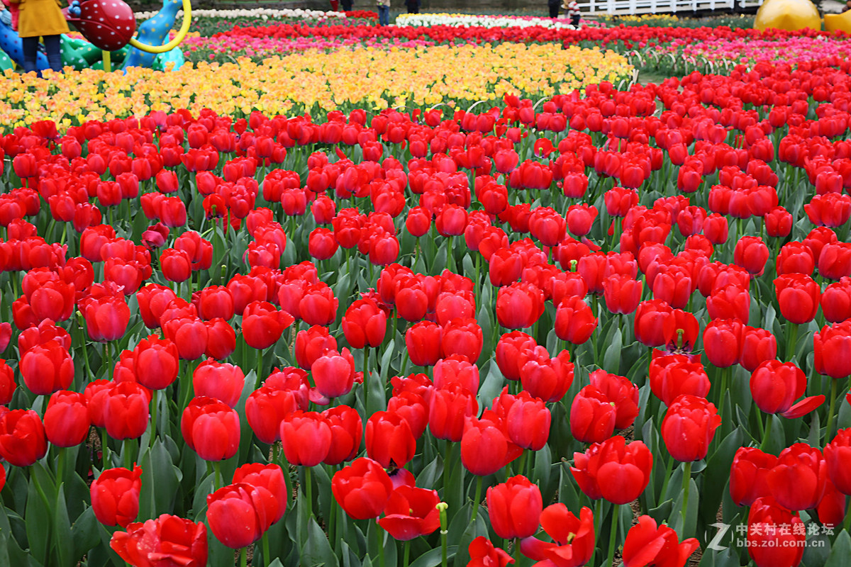 游梅园，不见梅花，赏郁金香