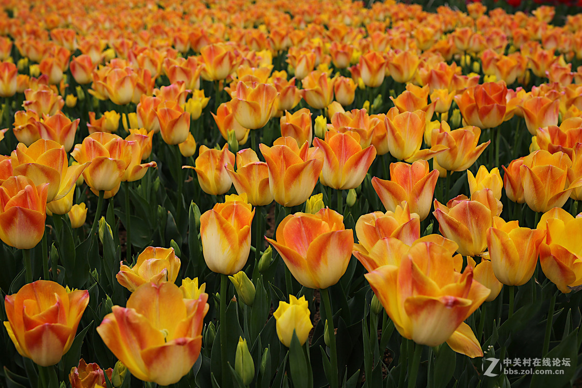 游梅园，不见梅花，赏郁金香