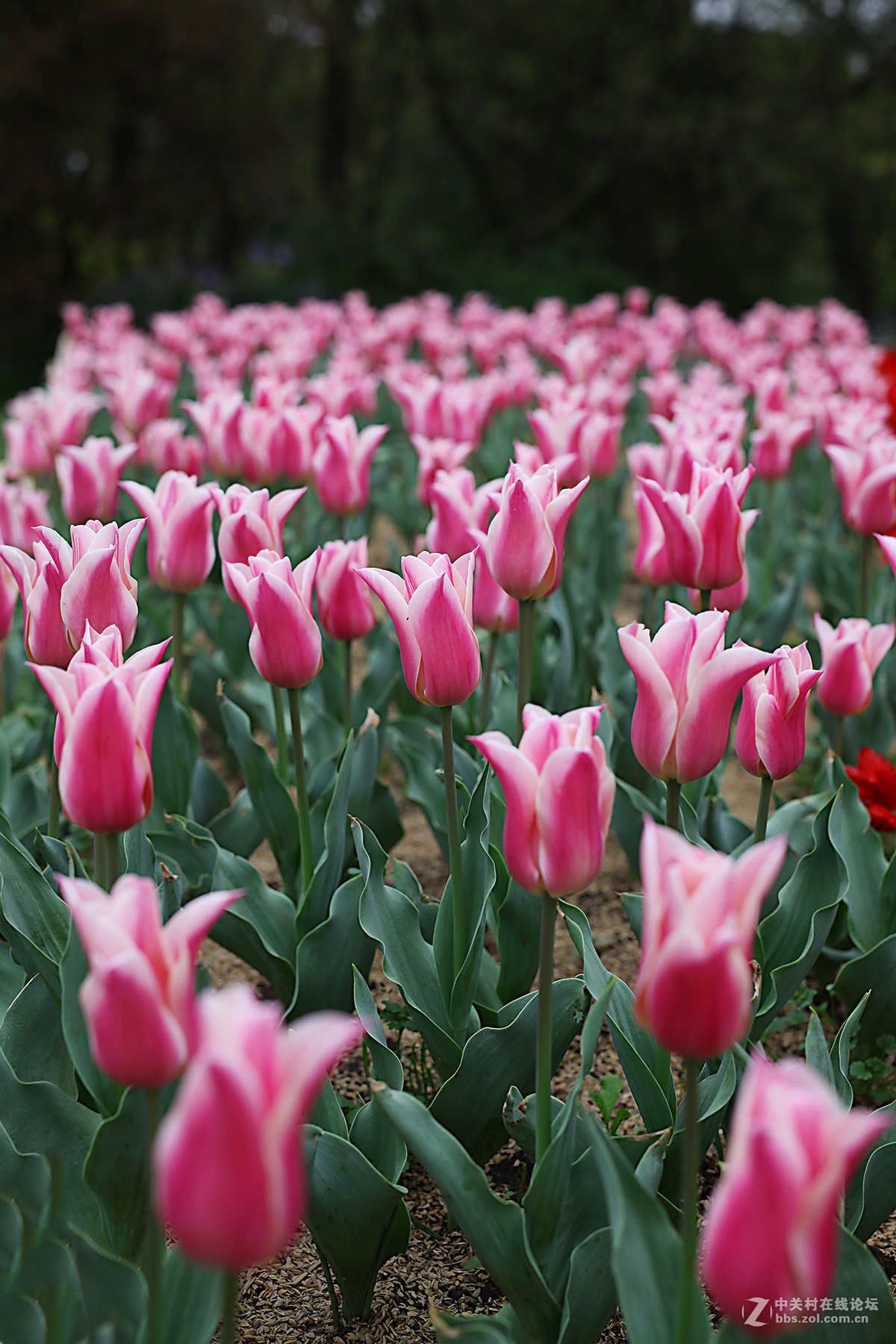 游梅园，不见梅花，赏郁金香