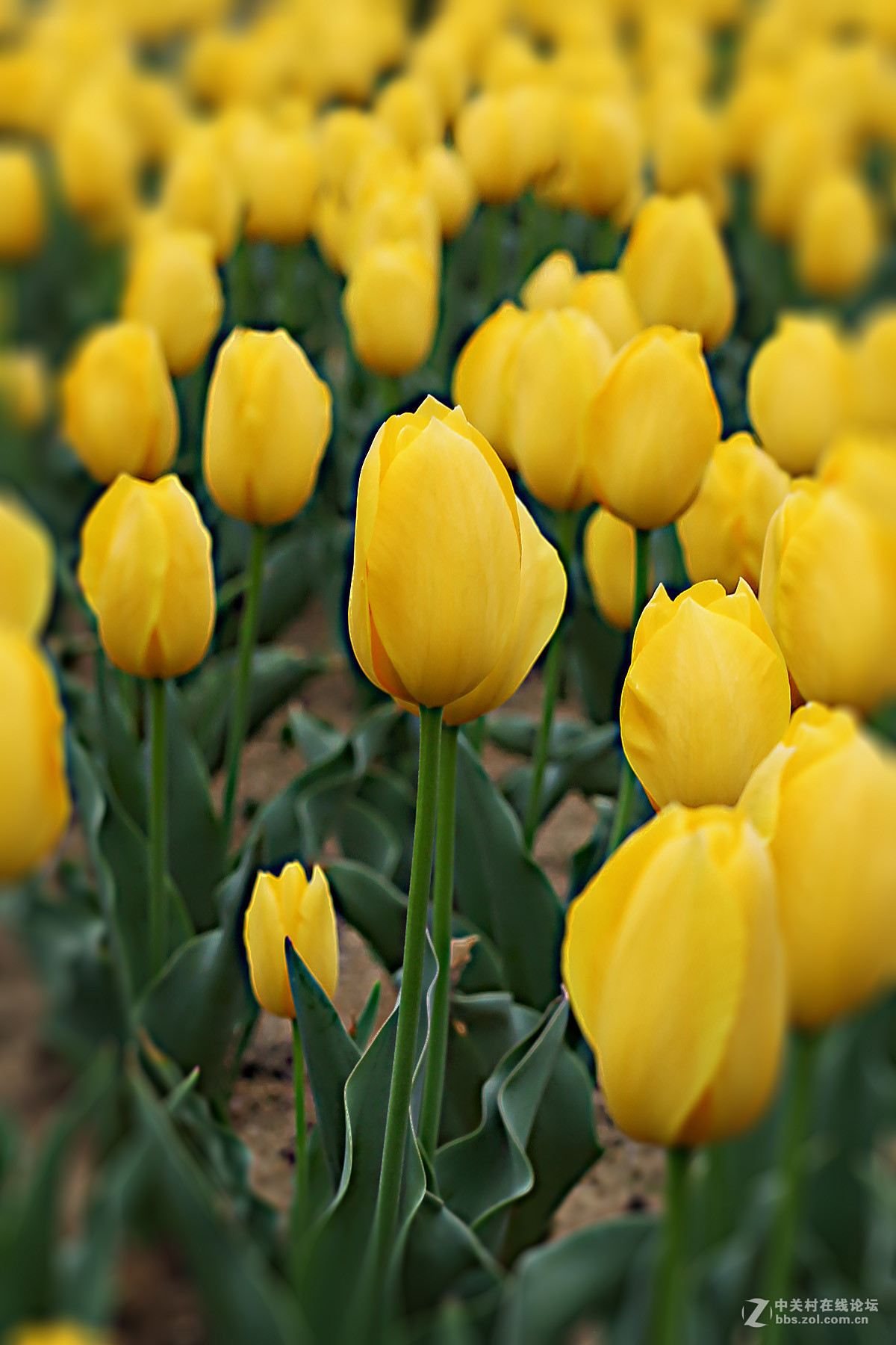 游梅园，不见梅花，赏郁金香