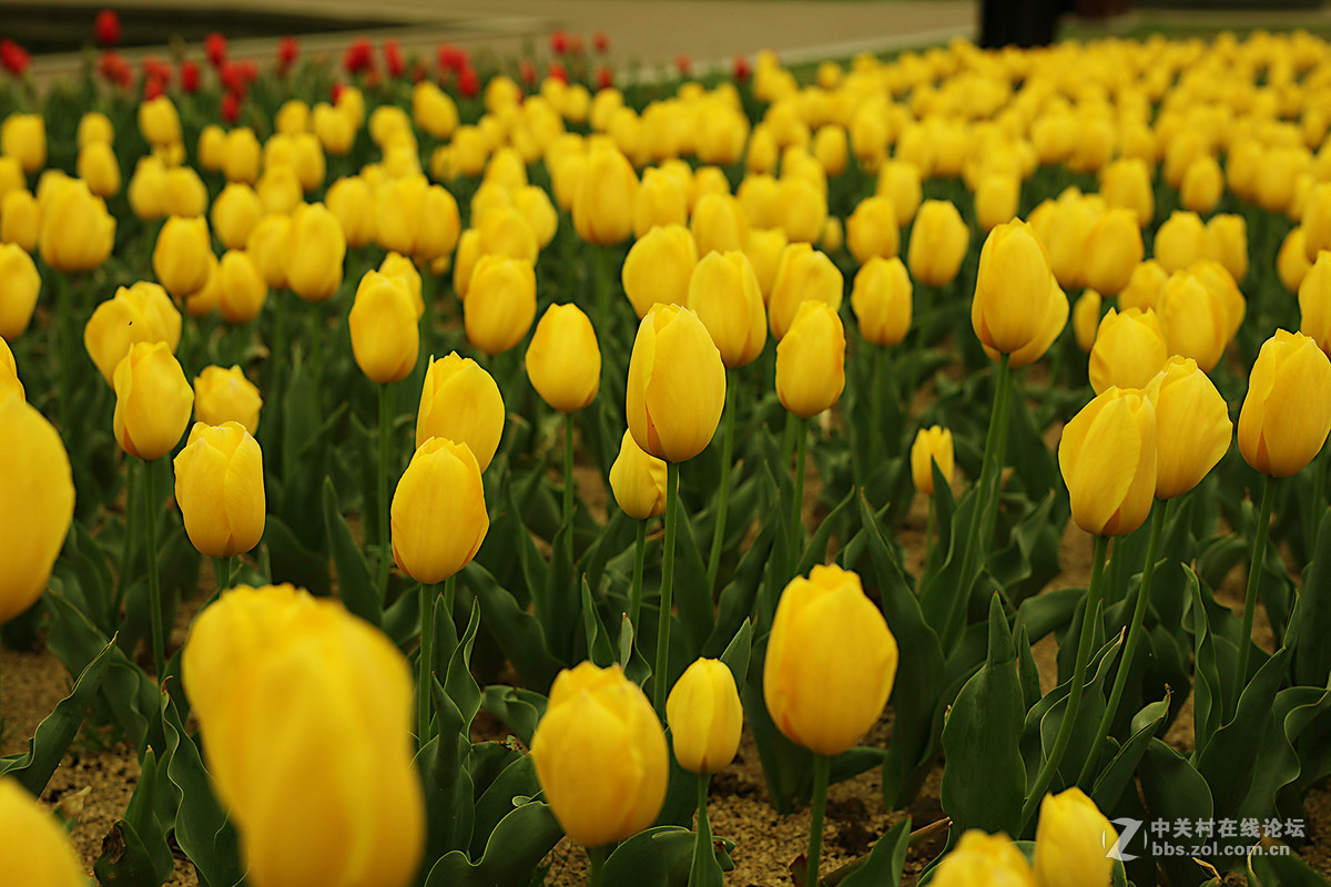 游梅园，不见梅花，赏郁金香