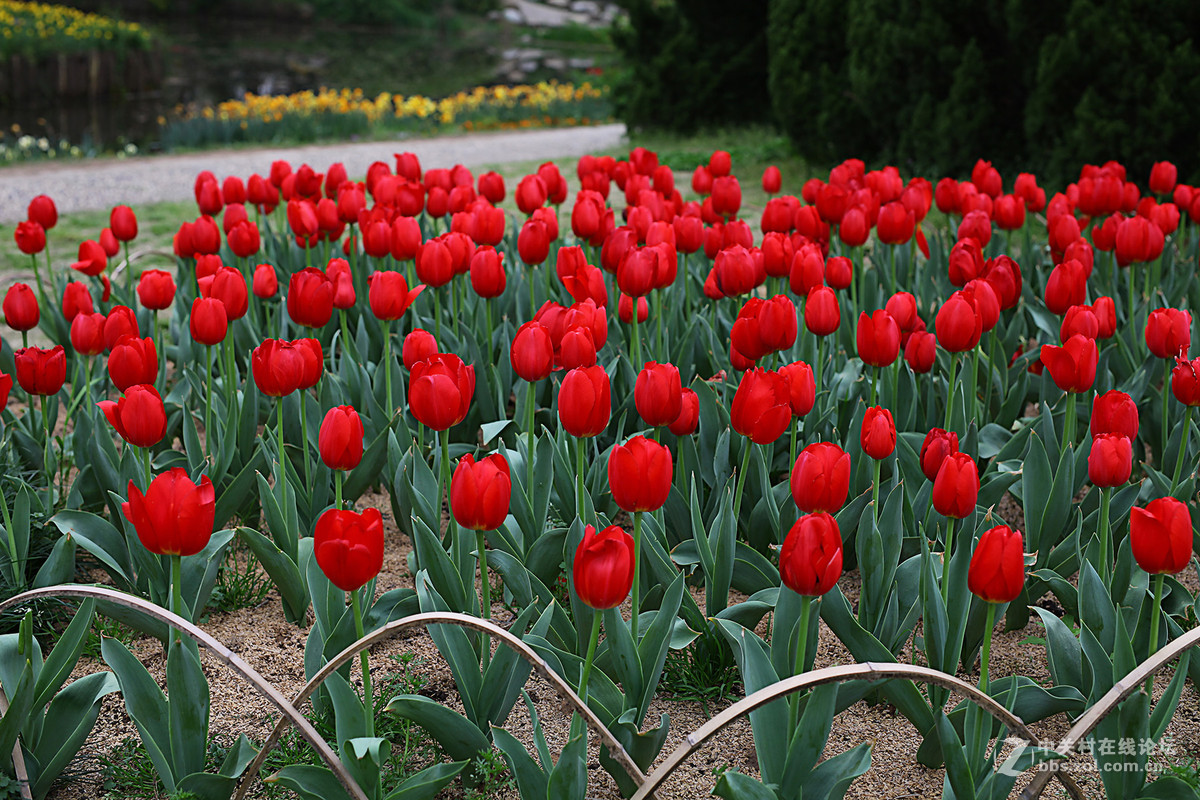 游梅园，不见梅花，赏郁金香
