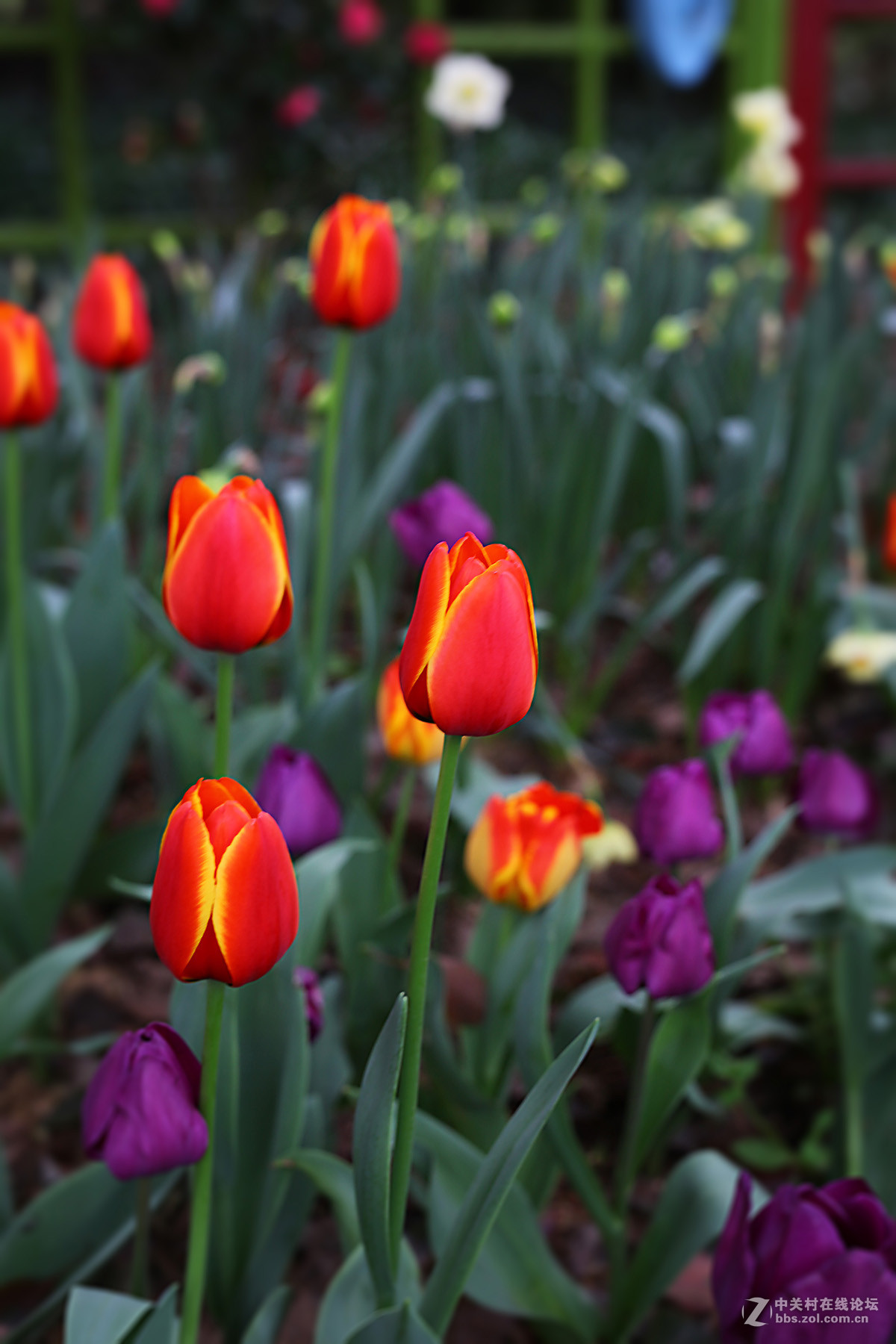 游梅园，不见梅花，赏郁金香