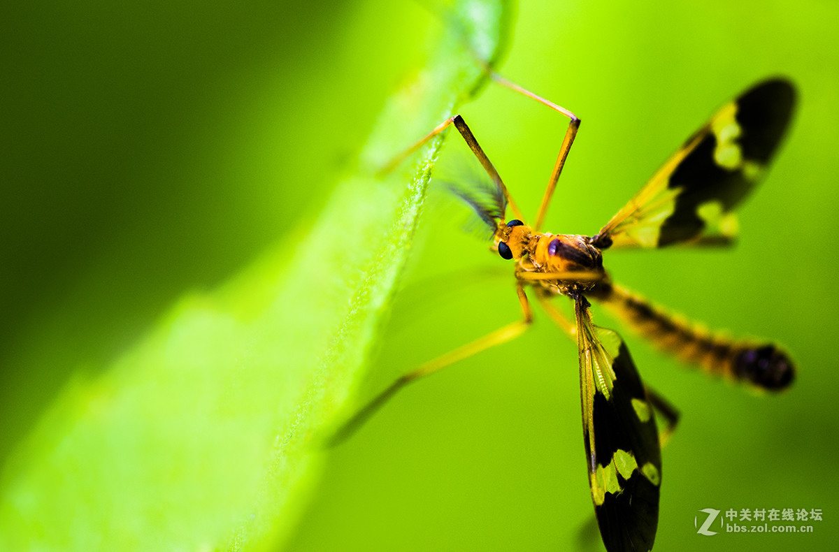 夏日虫趣花斑蚊