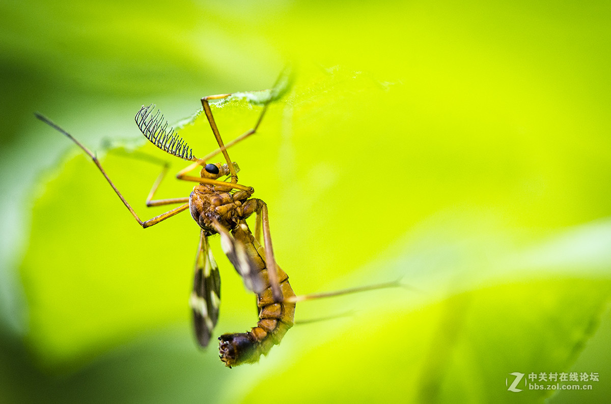 夏日虫趣花斑蚊