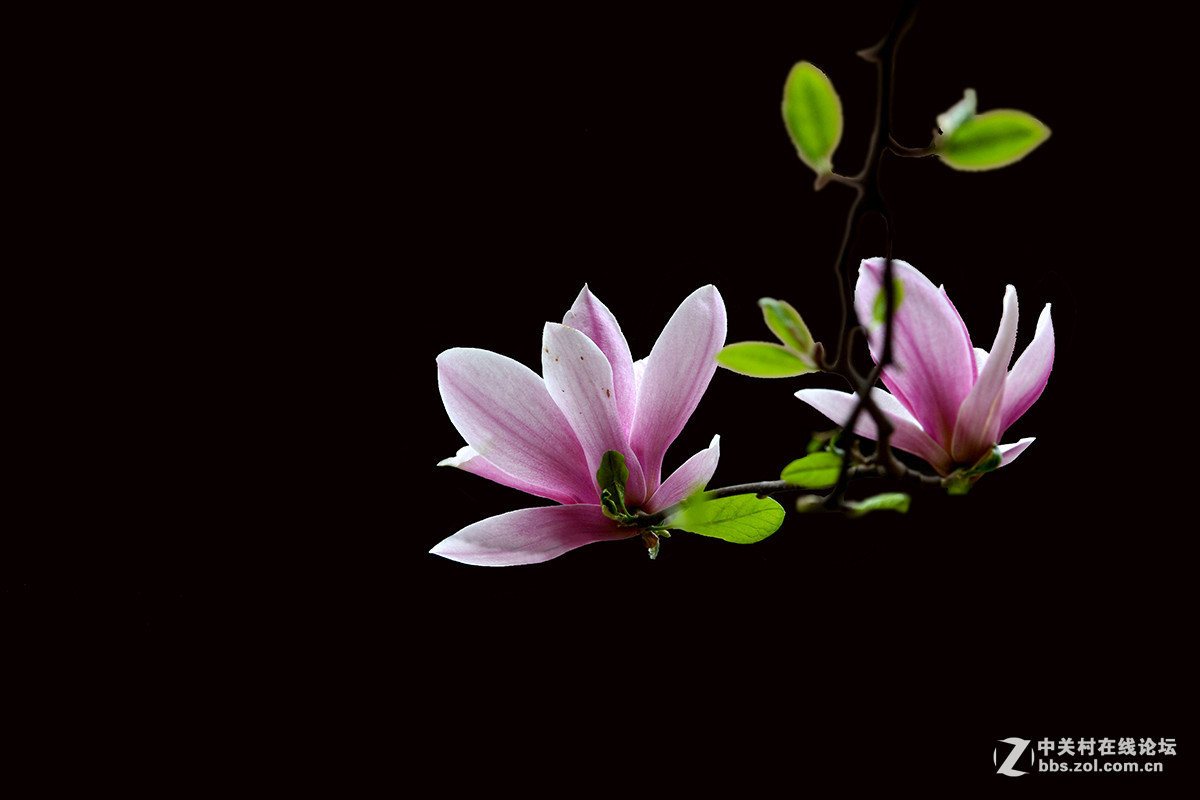 #版主坐堂#小五星空(中国)2017年3月精品荟萃