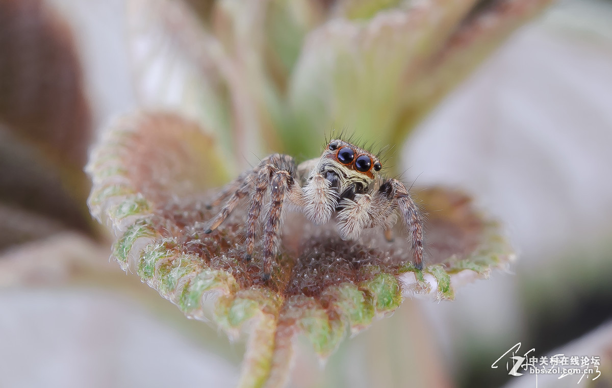 #版主坐堂#小五星空(中国)2017年3月精品荟萃