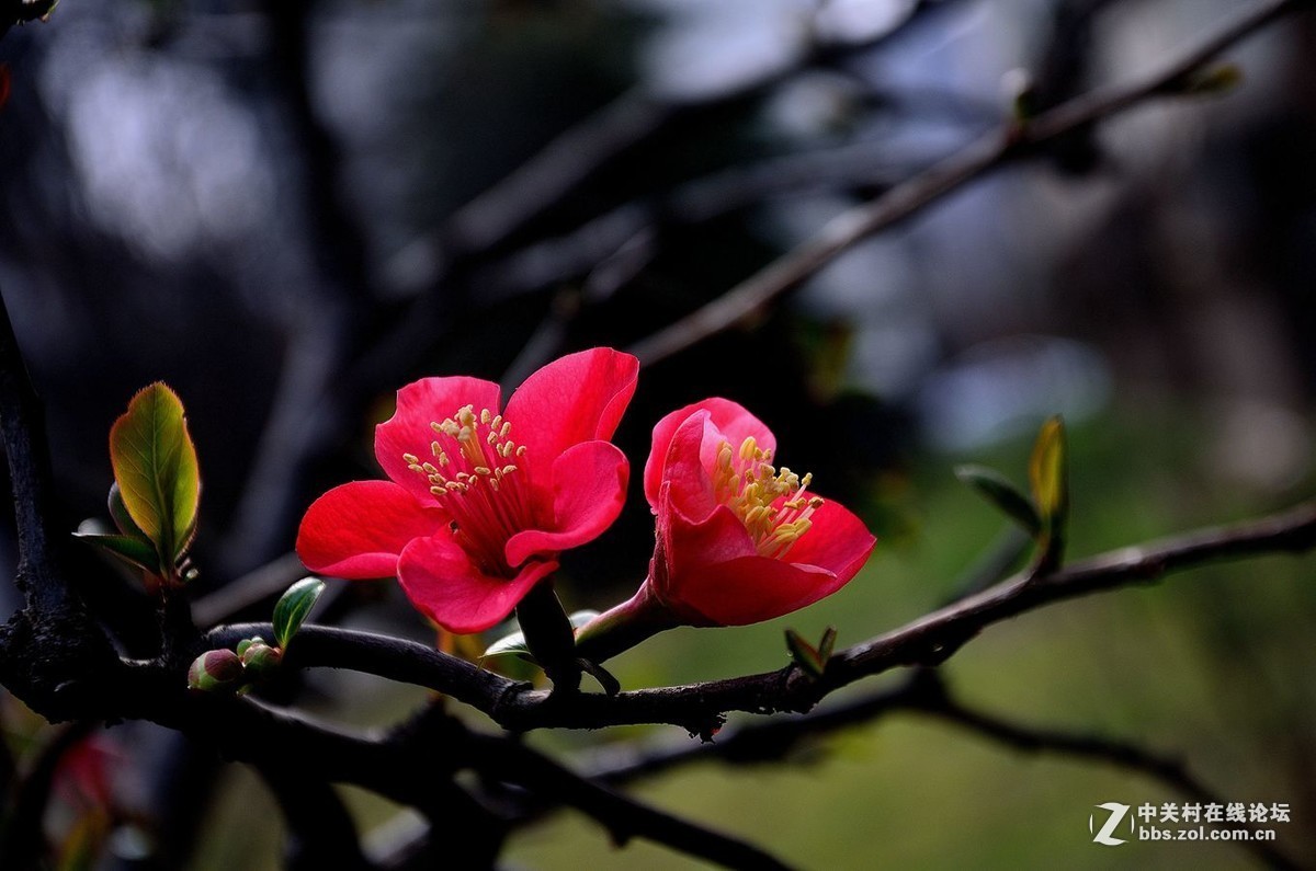 #版主坐堂#小五星空(中国)2017年3月精品荟萃