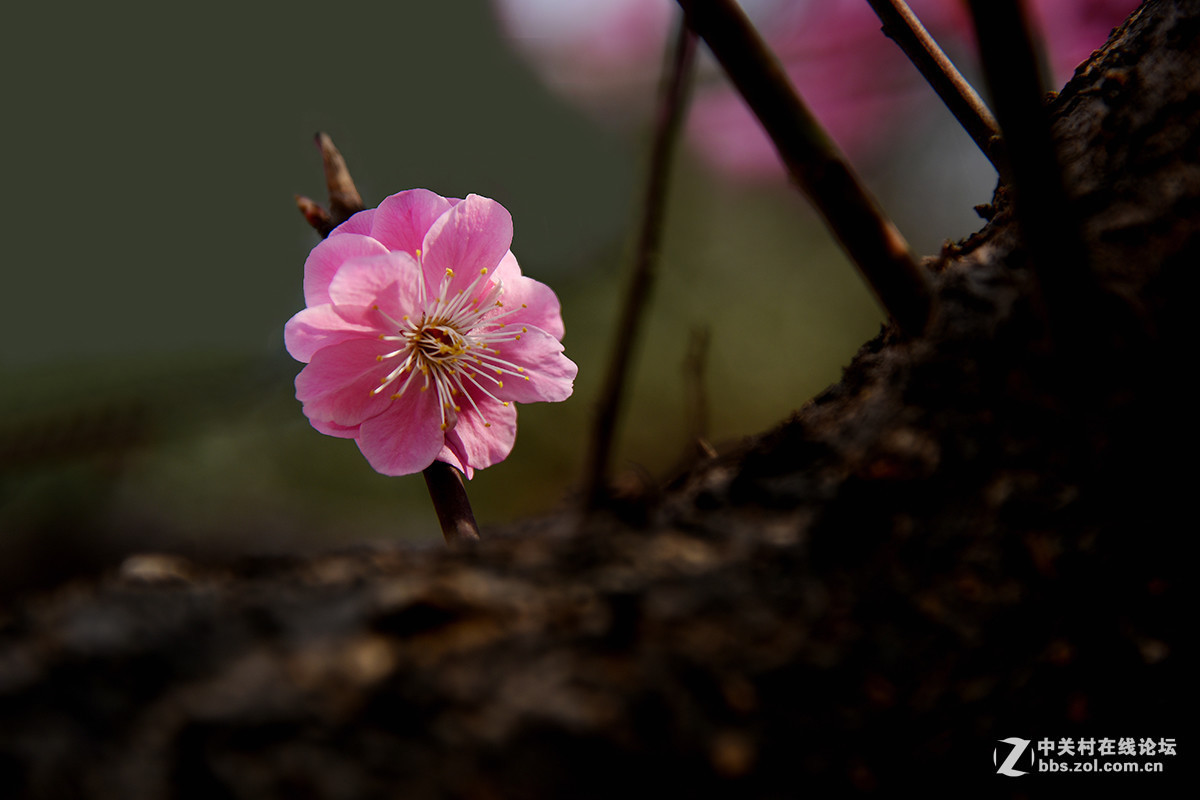 #版主坐堂#小五星空(中国)2017年3月精品荟萃