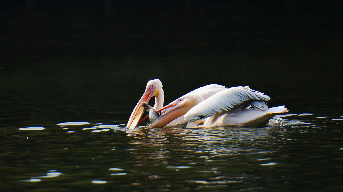 【2017】天鹅湖（14）：丑小鸭险遭生吞，黑天鹅舍命救崽