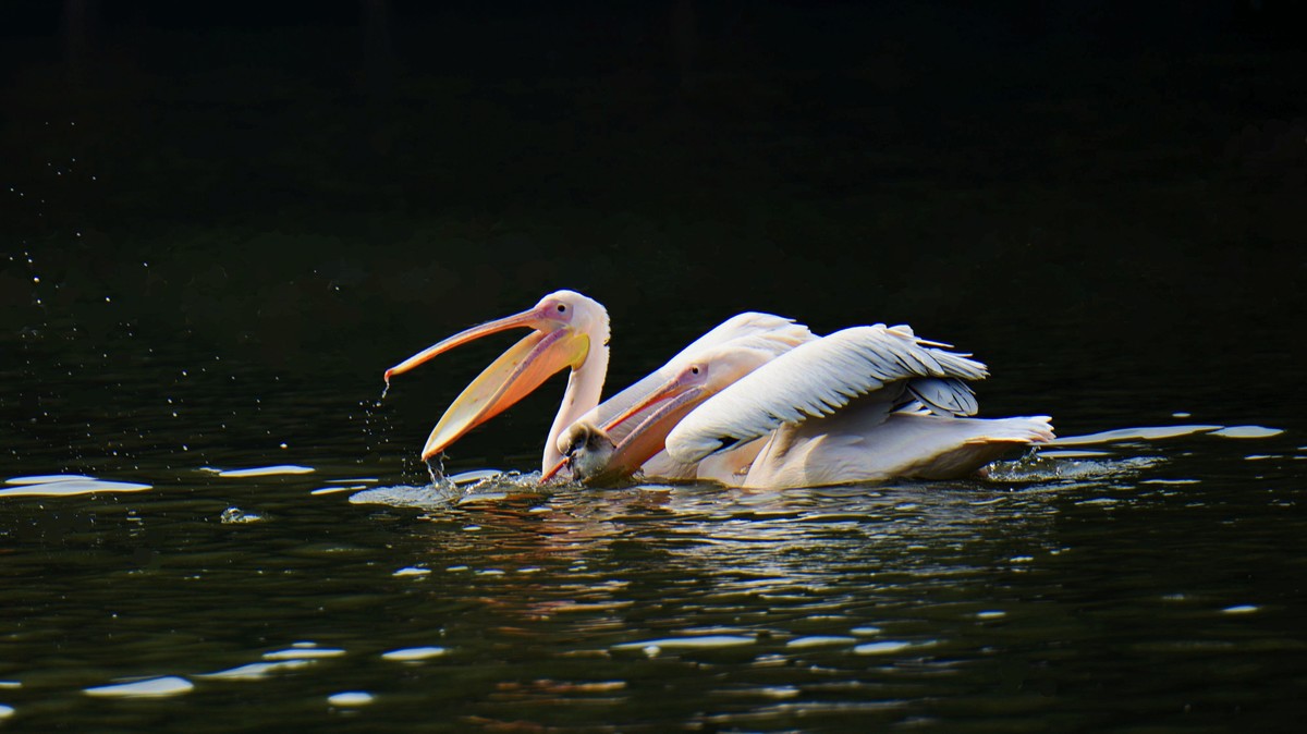 【2017】天鹅湖（14）：丑小鸭险遭生吞，黑天鹅舍命救崽