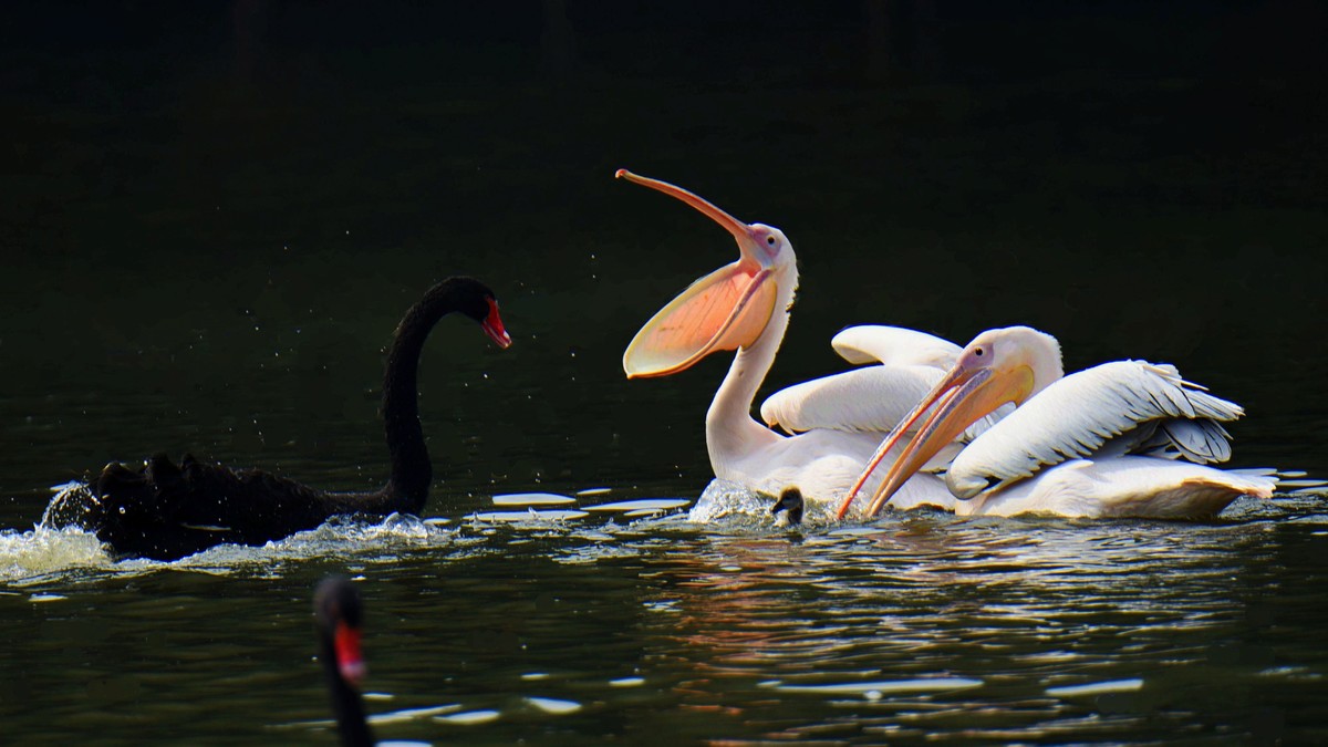 【2017】天鹅湖（14）：丑小鸭险遭生吞，黑天鹅舍命救崽