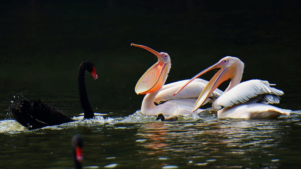 【2017】天鹅湖（14）：丑小鸭险遭生吞，黑天鹅舍命救崽